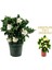 Videolu 1 Adet Sevgililer Gününe Özel Gardenya Çiçeği 20-30CM Saksılı Dikenler Tacı Hediye Gardenia 1