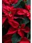 Videolu 1 Adet Hediyelik Atatürk Çiçeği 30-40 cm Saksılı Iç Mekan Bitkiler Poinsettia 4