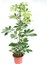 Videolu 5 Parmak Şeflera Bitkisi (60 80 Cm)1 Adet Saksılı Iç Mekan Bitkisi Schefflera 1