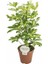Videolu 5 Parmak Şeflera Bitkisi (60 80 Cm)1 Adet Saksılı Iç Mekan Bitkisi Schefflera 2