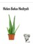 Dolgun Formlu Aleo Vera Bitkisi Kadınlar Gününe Özel Helen Saksı Hediyeli 1