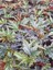 Videolu Çınar Çilli Begonya Çiçeği 1 Adet Saksılı/ Tüplü 15-30CM Iç Mekan Mekan Bitkisi (Begonia) 1