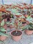 Videolu Çınar Çilli Begonya Çiçeği 1 Adet Saksılı/ Tüplü 15-30CM Iç Mekan Mekan Bitkisi (Begonia) 3
