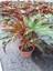 Videolu Çınar Çilli Begonya Çiçeği 1 Adet Saksılı/ Tüplü 15-30CM Iç Mekan Mekan Bitkisi (Begonia) 4