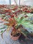 Videolu Çınar Begonya Çiçeği 1 Adet Saksılı/ Tüplü 15-30CM Iç Mekan Mekan Bitkisi (Begonia) 2