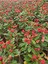 Videolu 1 Adet Kırmızı Dikenler Tacı Çiçeği Seti 10-15 cm Tüplü Çiçekli Bodur Bitki Euphorbia Milli 2