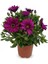 Videolu Bodrum Papatyası Çiçeği Saksılı 30 cm Bahar Çiçeği Balkon Çiçeği Teras Çiçeği 3