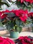 Videolu Atatürk Çiçeği Kırmızı Renkli (30 40 Cm)1 Adet Saksılı Çiçekli Bodur Bitki Poinsettia 5