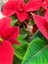 Videolu Atatürk Çiçeği Kırmızı Renkli (30 40 Cm)1 Adet Saksılı Çiçekli Bodur Bitki Poinsettia 1