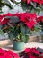 Videolu Atatürk Çiçeği (30 50 Cm)1 Adet Saksılı Çiçekli Bodur Bitki Poinsettia 3