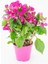 Saksıda Bodur Begonvil Fidanı 20-25 cm Bougainvillea 1