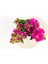 Saksıda Bodur Begonvil Fidanı 20-25 cm Bougainvillea 3