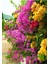 Bougainvillea Begonvil Fidanı, 40-60 Cm, Saksıda Bougainvillea 1