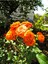 Videolu Ponpon Yediveren Kokulu Turuncu Renkli (40 65 Cm) Saksılı Aşılı Gül Orange Rose 1