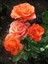 Videolu Ponpon Yediveren Kokulu Turuncu Renkli (40 65 Cm) Saksılı Aşılı Gül Orange Rose 2