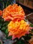 Videolu Ponpon Yediveren Kokulu Turuncu Renkli (40 65 Cm) Saksılı Aşılı Gül Orange Rose 3