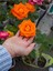Videolu Ponpon Yediveren Kokulu Turuncu Renkli (40 65 Cm) Saksılı Aşılı Gül Orange Rose 4