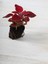 Videolu 1 Adet Mini Yaprak Güzeli (Kolyoz) Çiçeği 10-15 cm Saksılı Çiçekli Bodur Velvet Red Coleus 2