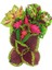 Videolu 1 Adet Mini Yaprak Güzeli (Kolyoz) Çiçeği 10-15 cm Saksılı Çiçekli Bodur Velvet Red Coleus 3