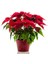 Videolu Atatürk Çiçeği Kırmızı Çiçekli (35 45 Cm) 1 Adet Saksılı Çiçekli Bodur Bitki Poinsettia 1