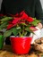Videolu Kırmızı Çiçekli Atatürk Çiçeği (30 50 Cm)1 Adet Saksılı Çiçekli Bodur Bitki Poinsettia 4
