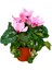 Sıklamen Çiçeği Beyaz - Cyclamen 20-30 cm Çiçekli Bodur Bitki 1