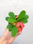 Videolu 1 Adet Mini Kırmızı Renk Dikenler Tacı Çiçeği 5-15CM Saksılı Çiçekli Bodur Euphorbia Milii 1