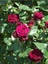 Videolu Yediveren Kokulu Bordo Renk (40 70 Cm)2 Adet Saksılı Aşılı Gül Maroon Rose 2