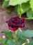 Videolu Yediveren Kokulu Bordo Renk (40 70 Cm)2 Adet Saksılı Aşılı Gül Maroon Rose 3