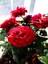 Videolu Isparta Meyland Yediveren Kırmızı Renkli(30 50 Cm) 1 Adet Saksılı Aşılı Gül Red Rose 2