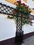 Videolu Sarmaşık Gül Kırmızı Renkli (30 60 Cm)3 Adet Tüplü Aşılı Gül Red Rose 2