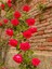 Videolu Sarmaşık Gül Kırmızı Renkli (30 60 Cm)3 Adet Tüplü Aşılı Gül Red Rose 3