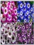 Videolu 4'lü Set Sindrella (Sineralya) Çiçeği 20-30 cm Saksılı Çiçekli Bodur Bitkiler Cineraria 1