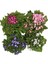 Videolu 4'lü Set Sindrella (Sineralya) Çiçeği 20-30 cm Saksılı Çiçekli Bodur Bitkiler Cineraria 2