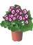 Videolu 4'lü Set Sindrella (Sineralya) Çiçeği 20-30 cm Saksılı Çiçekli Bodur Bitkiler Cineraria 3