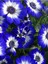 Videolu 4'lü Set Sindrella (Sineralya) Çiçeği 20-30 cm Saksılı Çiçekli Bodur Bitkiler Cineraria 4