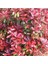 Videolu 1 Adet Alev Çalısı Çiçeği 40-60 cm Tüplü Çiçekli Bodur Bitkiler Photinia Glabra 1