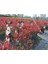 Videolu 1 Adet Alev Çalısı Çiçeği 40-60 cm Tüplü Çiçekli Bodur Bitkiler Photinia Glabra 3