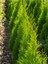 Videolu Kokulu Limon Selvi (30 40 Cm) 10 Adet Tüplü Dış Mekan Ağaç Cupressus Macrocarpa Goldcrest 3