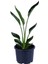 Starliçe - Starliçe Regina - Bitki Boyu 50-60 cm (Saksı Hariç) - Cennet Kuşu - Strelitzia Regina 1