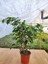 Ficus Benjamina Danielle Benjamin Ev-Ofis-Iç Mekan Salon Bitkisi 15 cm Saksıda 30-40 cm Arası 1