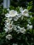 Serada Decor&plant Gardenya Jasminoides Kokulu Gardenya Ev ve Ofis Bitkisi Dolgun Formlu 1.kalite 3