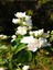 Serada Decor&plant Gardenya Jasminoides Kokulu Gardenya Ev ve Ofis Bitkisi Dolgun Formlu 1.kalite 4