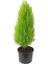 Limon Kokulu Limon Cami Evde Ofisde Salon Da Bahçede 30 cm 40CM Ister Hediyelik 1