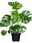 Monstera Deliciosa Deve Tabanı Bitkisi 40-50 cm 1