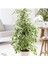 Benjamin Ficus Starlightt 1
