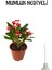 Kırmızı Renk Milli Dikenler Tacı(Euphorbia) Çiçeği Kadınlar Gününe Özel Mumluk Hediyeli 1