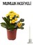 Hediyelik Sarı Kalanşo (Kalanchoe) Çiçeği Mumluk Hediyeli Kadınlar Günü Hediyesi 1
