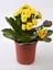Hediyelik Sarı Kalanşo (Kalanchoe) Çiçeği Mumluk Hediyeli Kadınlar Günü Hediyesi 2