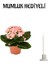 Kadınlar Günü Hediyesi Açık Pembe Kalanşo(Kalanchoe) Çiçeği Mumluk Hediyeli Çiçek 1